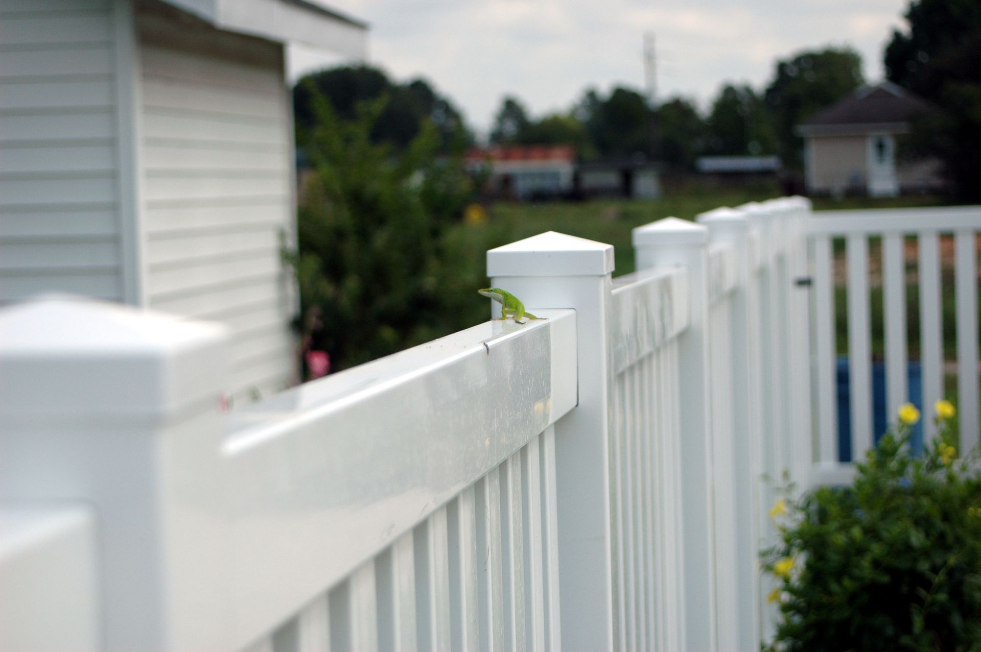 A Lizard Sits on Top of A White Fence — Nuevo, CA — Golden West Fence