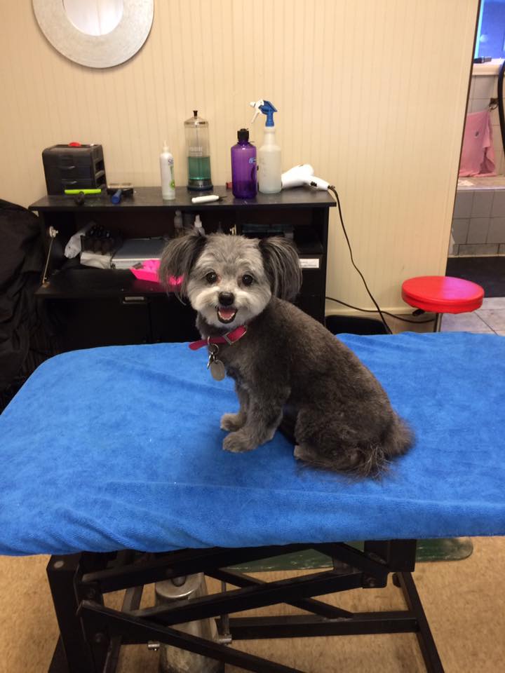 canine-co-depew-ny-grooming