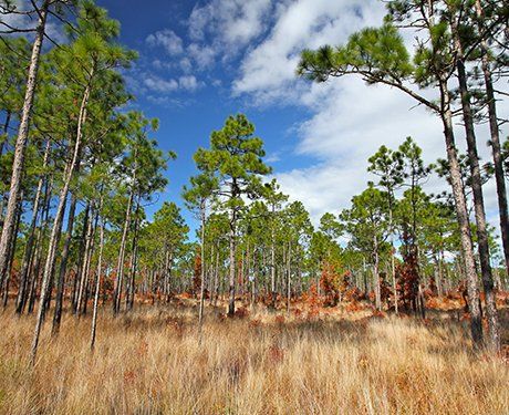 Tax Filing & Payroll Company — Pine Trees Under Blue Sky in Laredo, TX