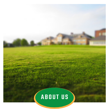 Green field with blurred houses in the distance and an “ABOUT US” button at the bottom center