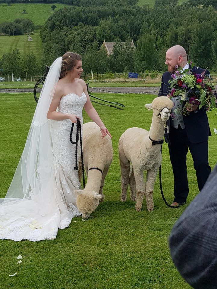 Ladywood Estate English Wedding Bride & Groom with Llama Image