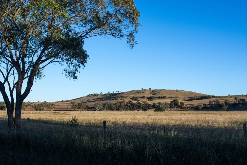 A Tree In A Field With A Mountain In The Background — Professional Security Guards in Dalby, QLD