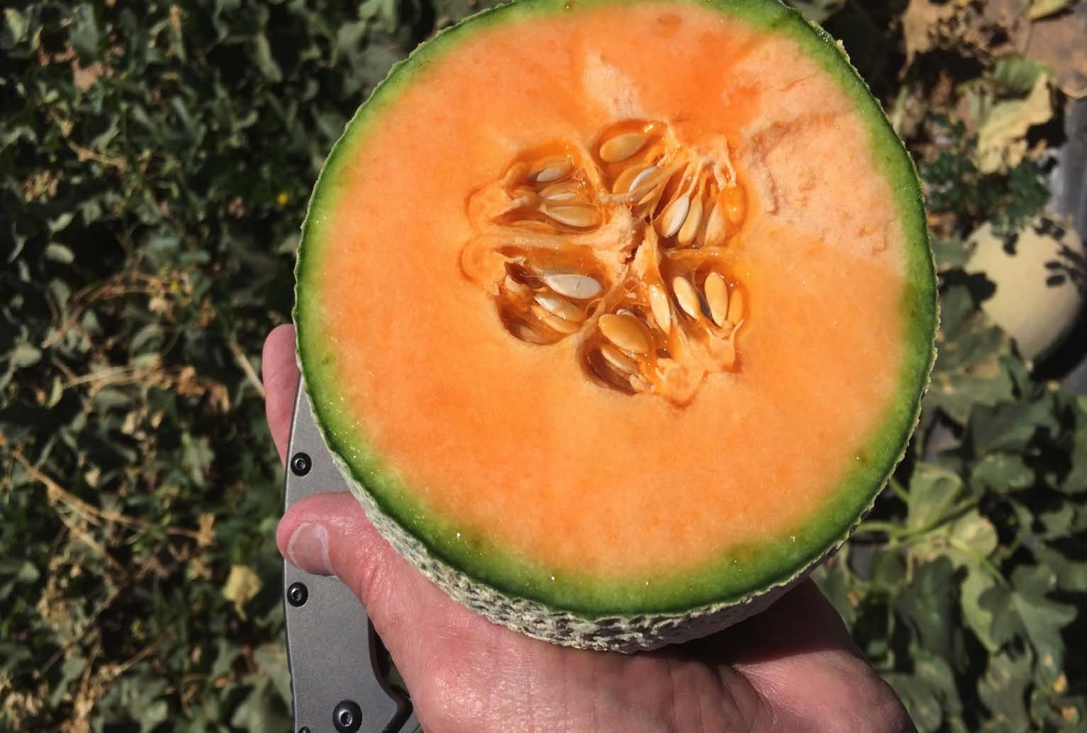 AquaYield® Melon Program