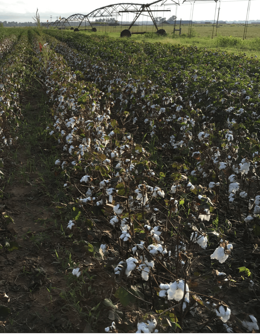 Cotton Defoliation with NanoPro