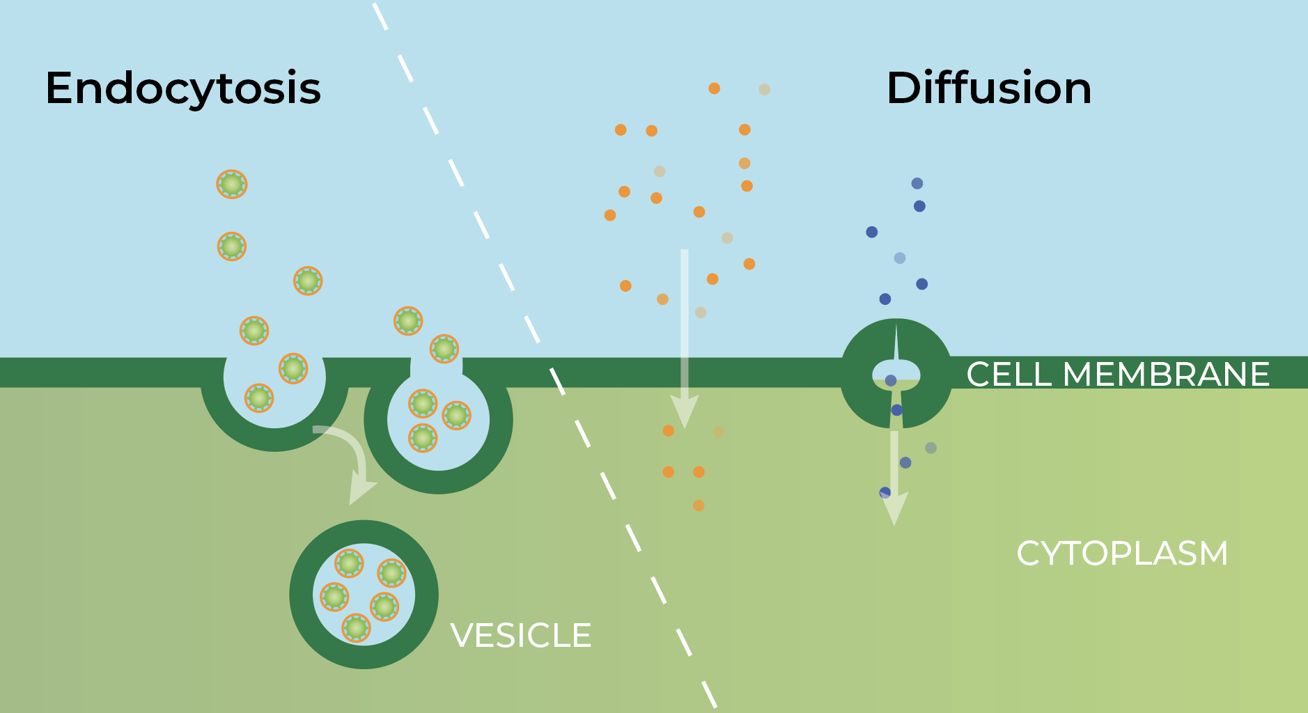 Endocytosis vs Diffusion