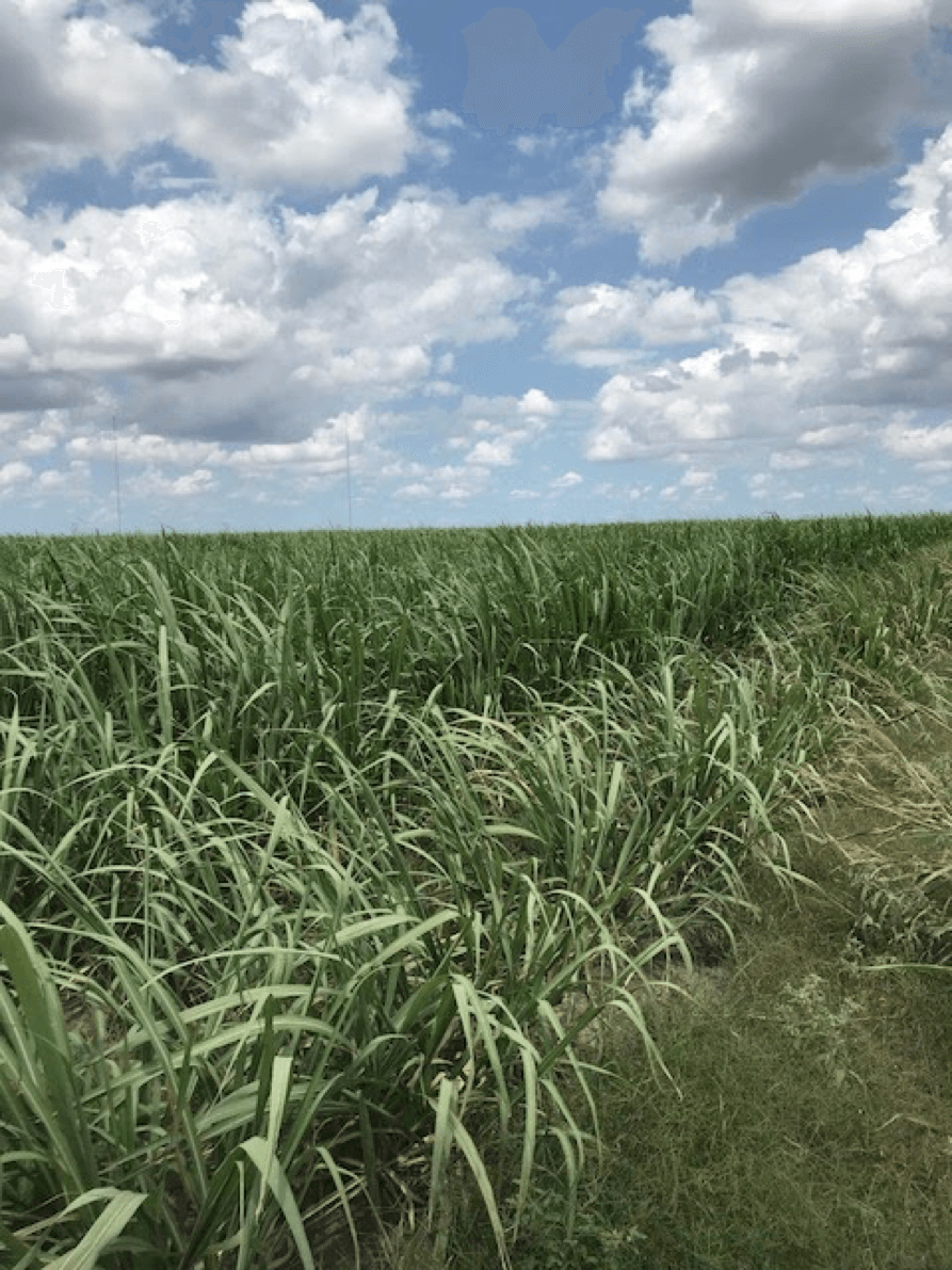 sugar cane field png