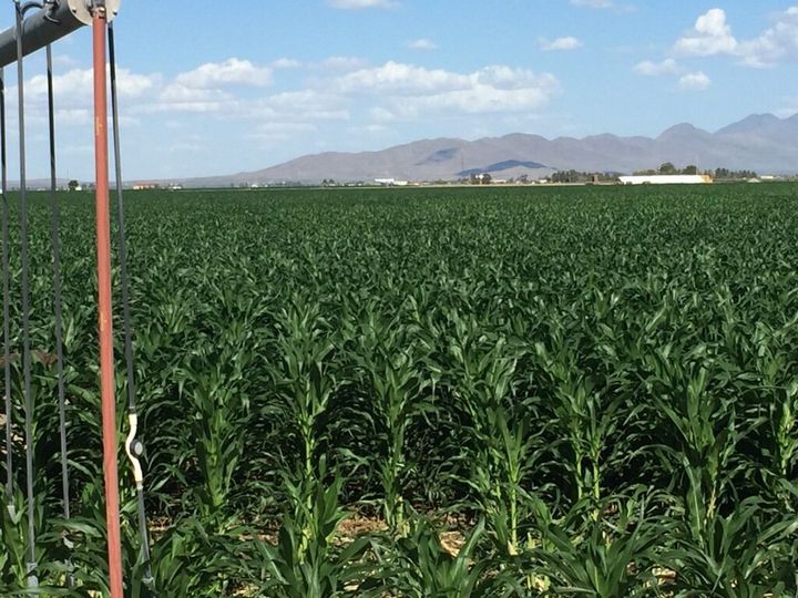 AquaYield® Corn Program