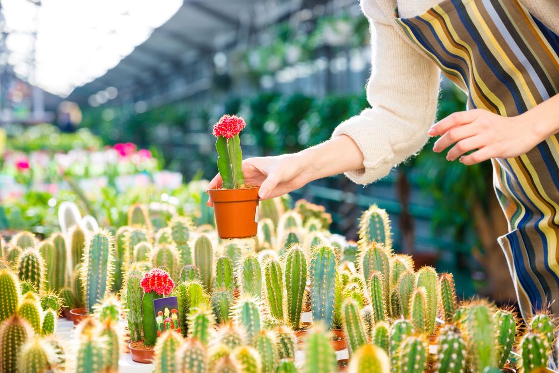 Cactus e piante ornamentali