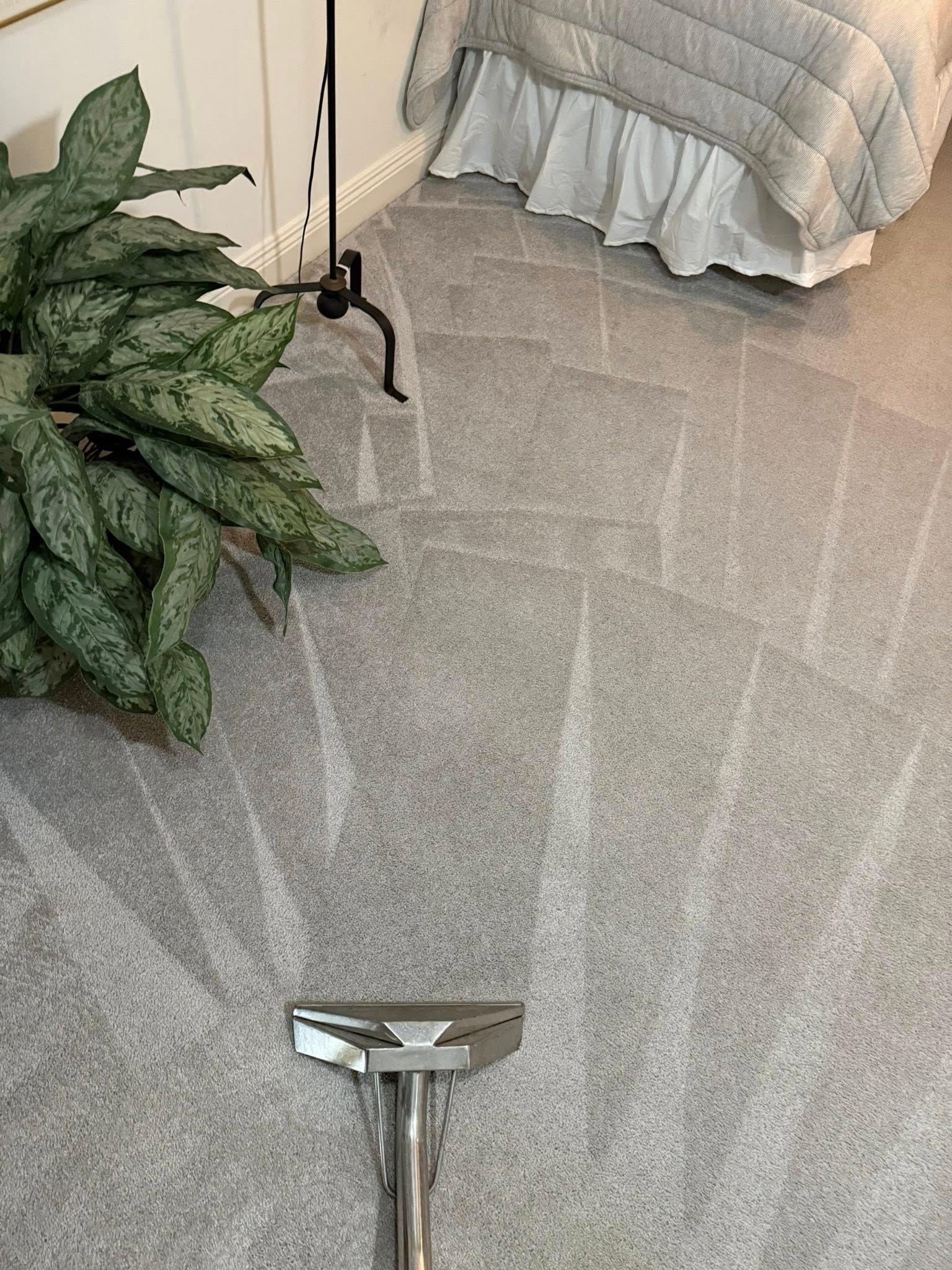 Carpet being cleaned with a machine. Visible cleaning paths, a large plant, and bed in the background.