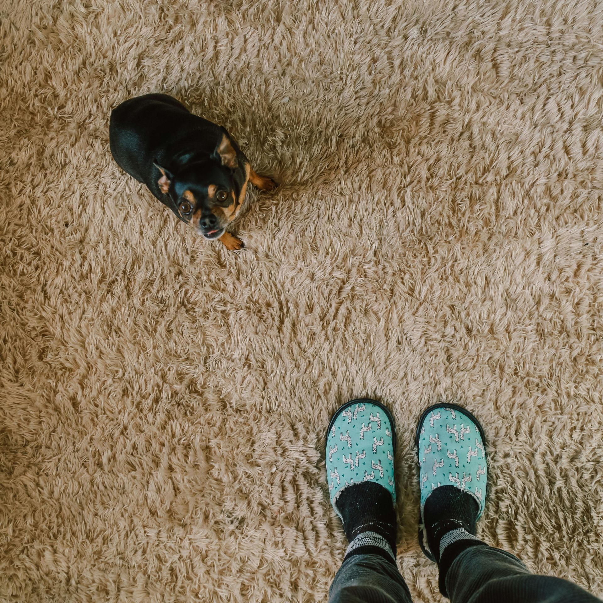 Dog looking up at person wearing blue patterned slippers on a beige shag carpet.