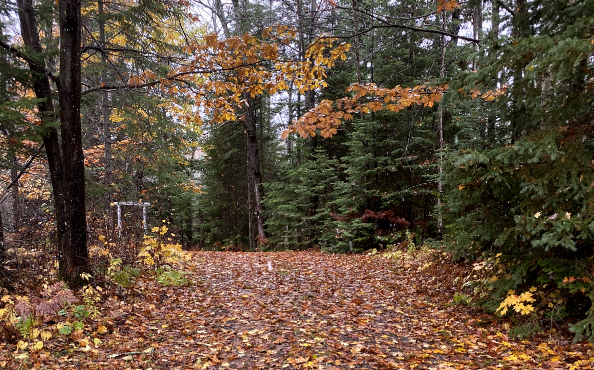 Spring/Fall clean-ups