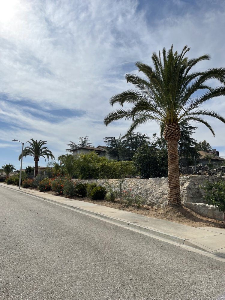 A road with palm trees on the side of it