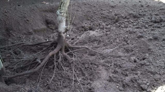 tree roots - tree service in Bellefonte, PA