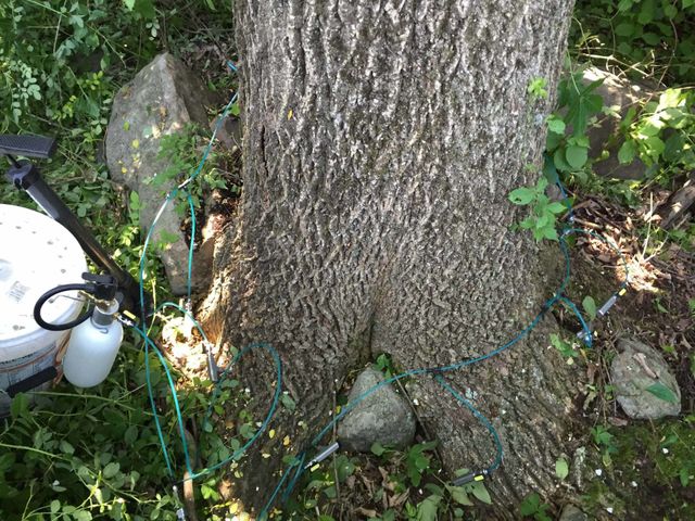 tree getting injected - tree service in Bellefonte, PA