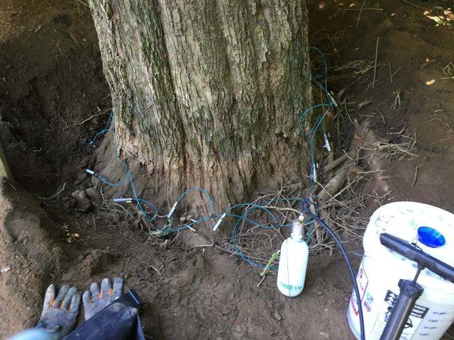 tree injections - tree service in Bellefonte, PA