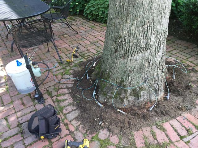 tree trunk being injected with tree injections - tree service in Bellefonte, PA