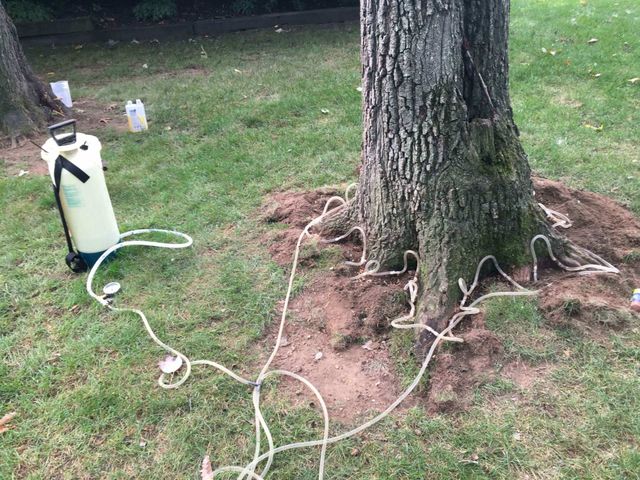 tree injection equipment - tree service in Bellefonte, PA