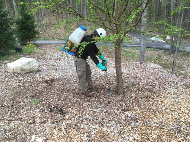 soil injection specialists - tree service in Bellefonte, PA