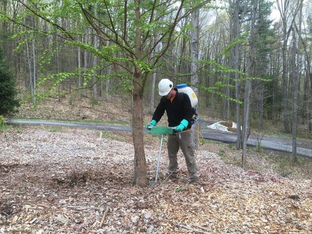 soil injection treatment - tree service in Bellefonte, PA