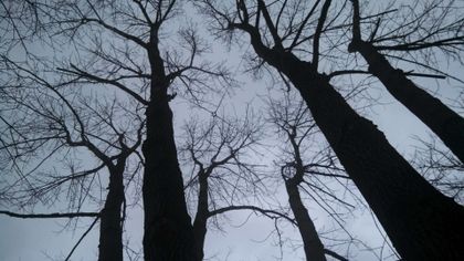 cabled trees - tree service in Bellefonte, PA