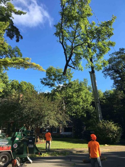 Storm Damaged tree  - tree service in Bellefonte, PA