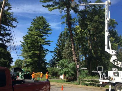 Damaged tree - tree service in Bellefonte, PA