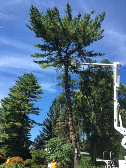 Storm Damage removal - tree service in Bellefonte, PA