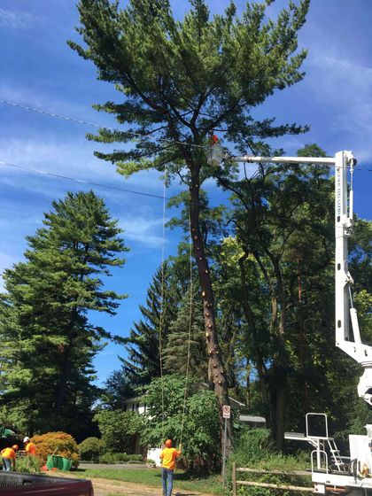 removing damaged tree - tree service in Bellefonte, PA