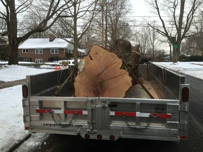 Tree Removal - tree service in Bellefonte, PA