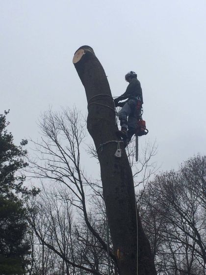 Tree Removal in progress - tree service in Bellefonte, PA