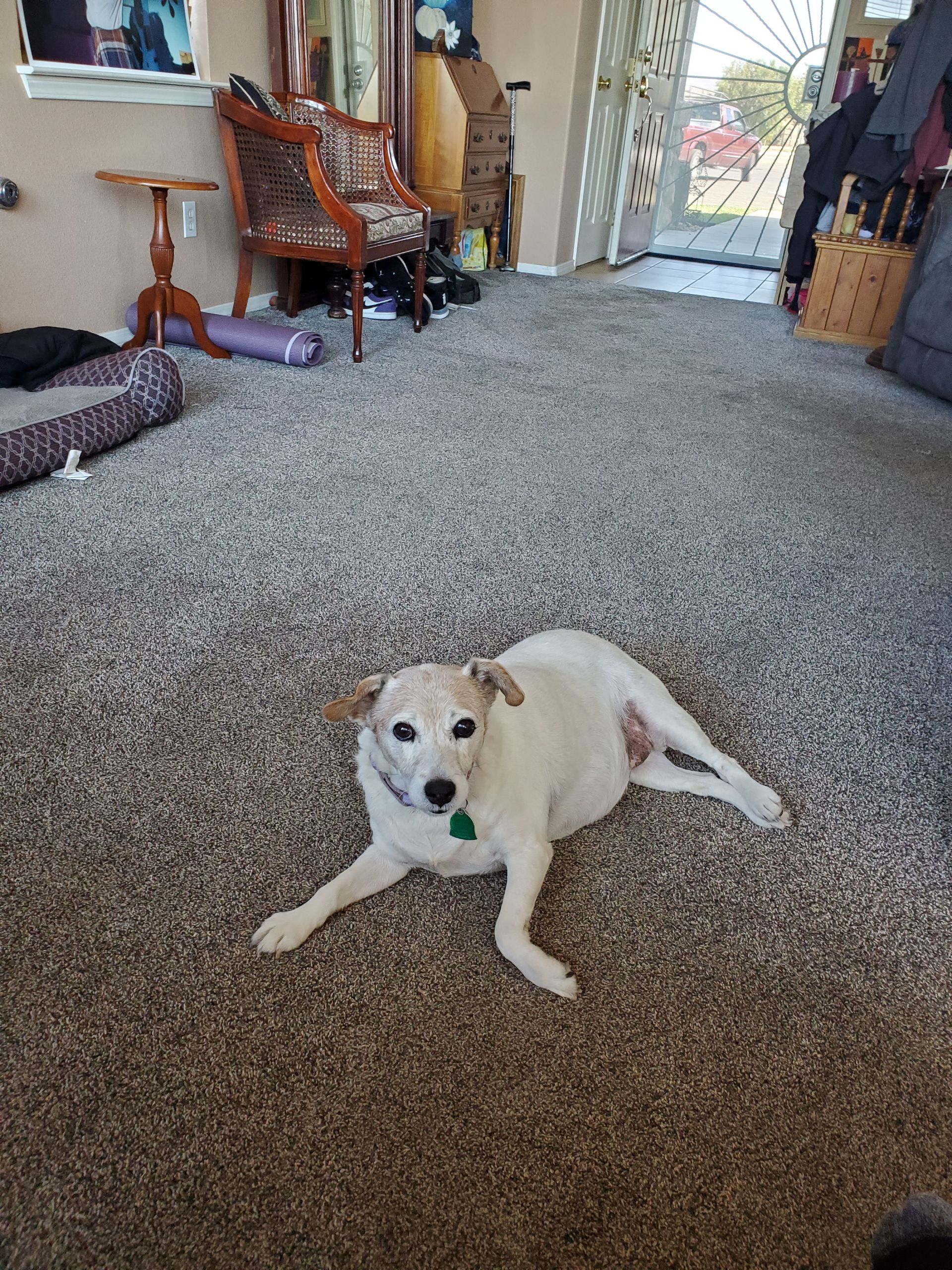 A woman is cleaning a carpet with a vacuum cleaner next to a small white dog.