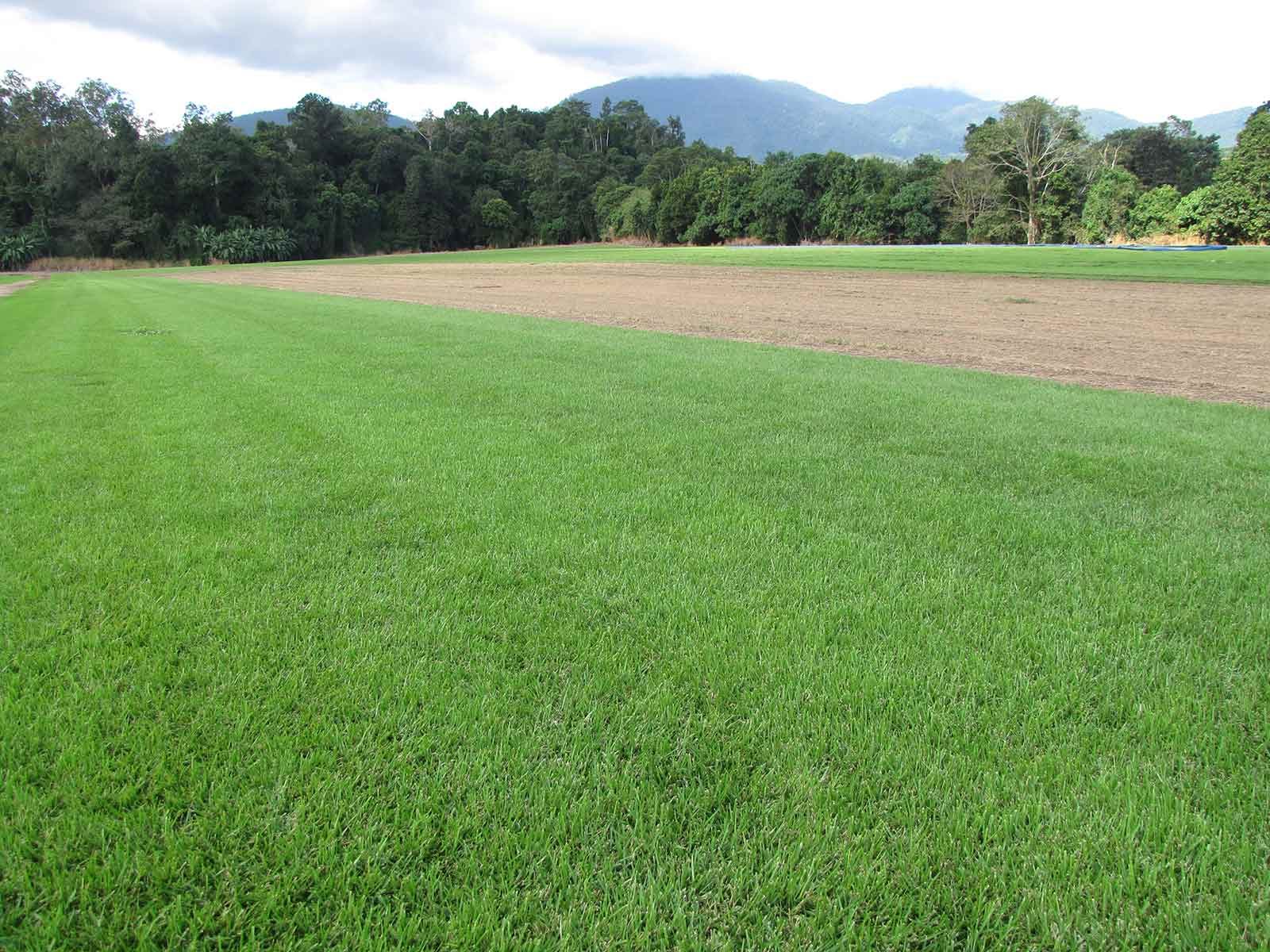 A Field Of Green Grass With Mountains In The Background — Tropical Lawns Pty Ltd In Little Mulgrave Qld