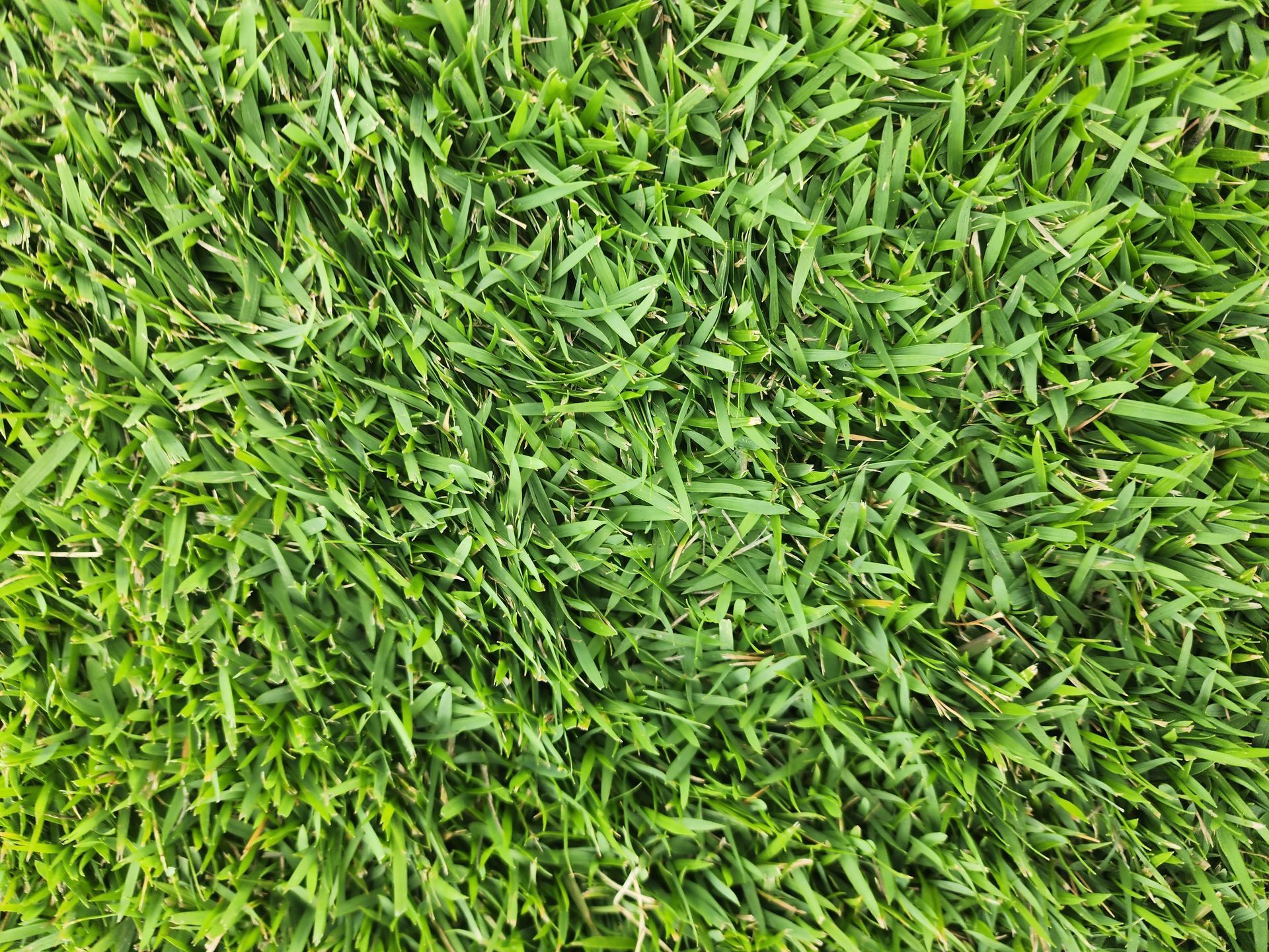 A close up of a lush green field of grass.