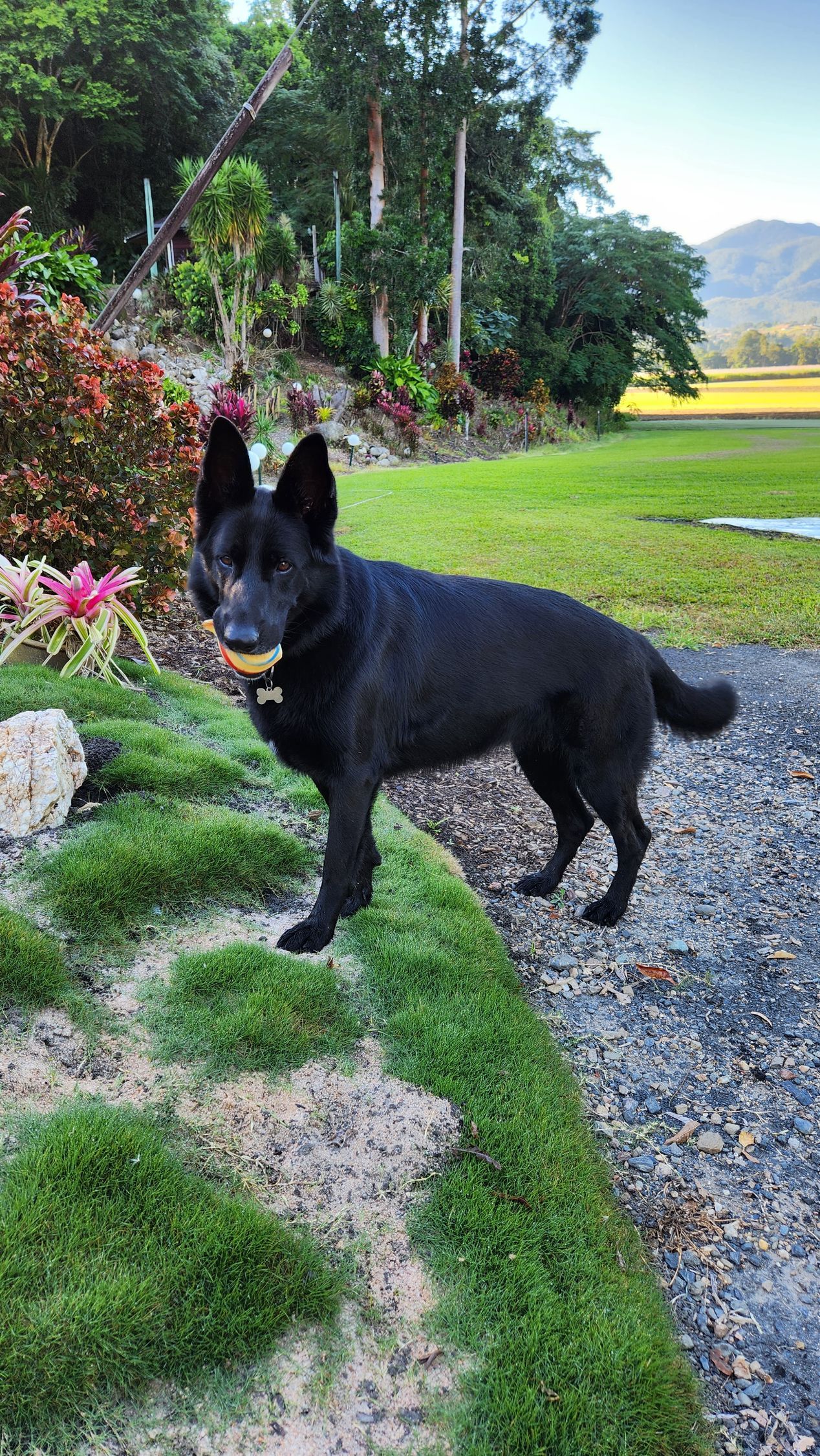A black dog is standing on a gravel path next to a grassy field.