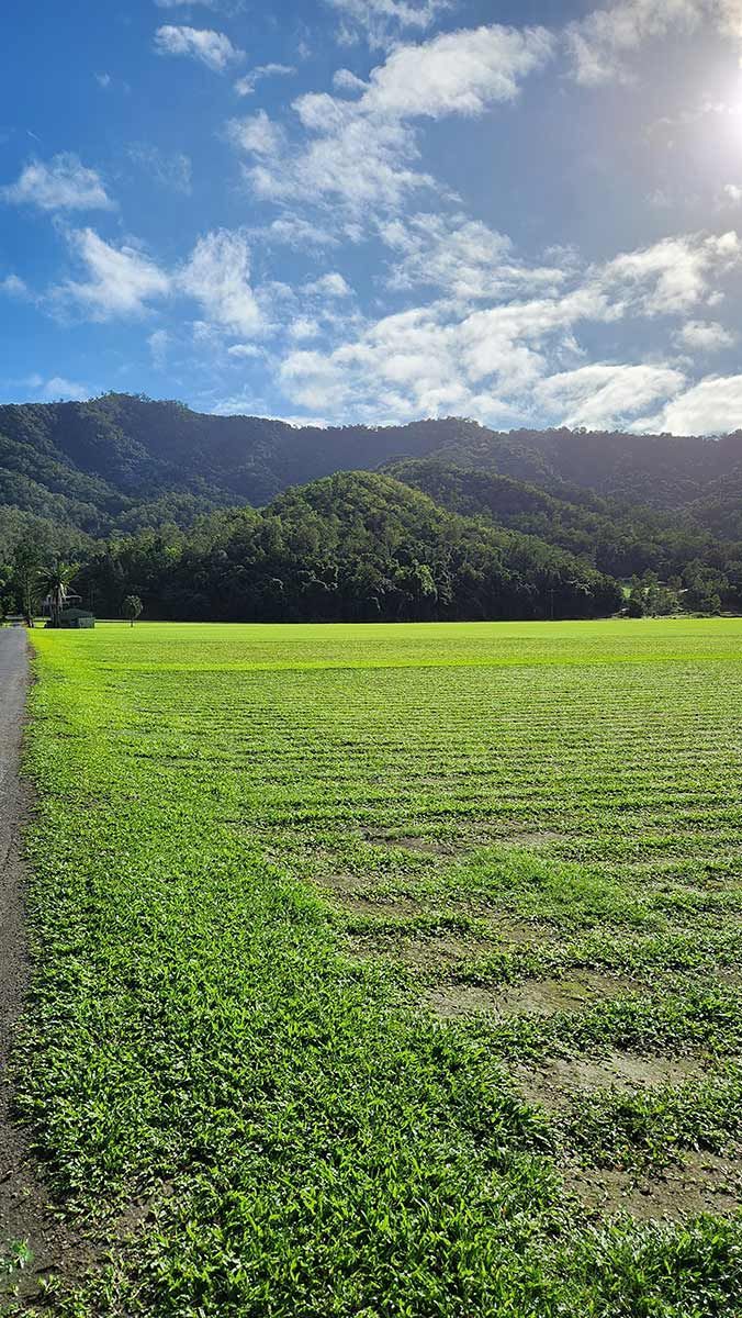 A Lush Green Field With Mountains In The Background On A Sunny Day — Tropical Lawns Pty Ltd In Little Mulgrave Qld