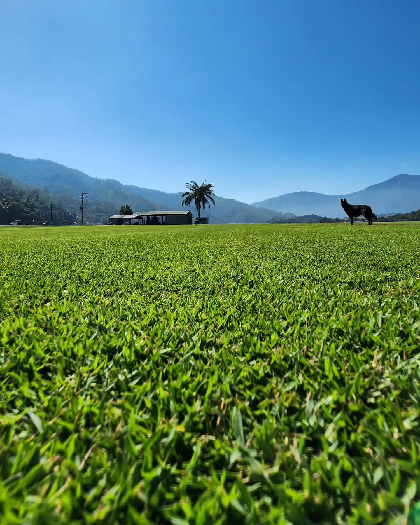 Compare Zoysia and Couch turf