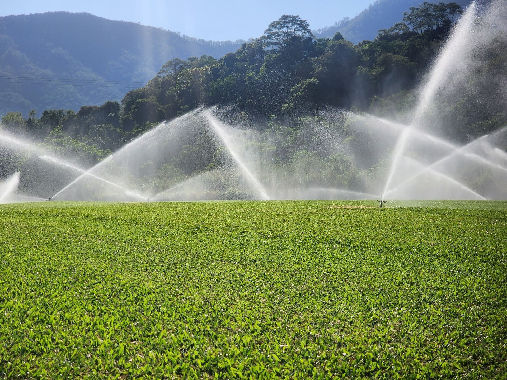 Big Turf Being Watered