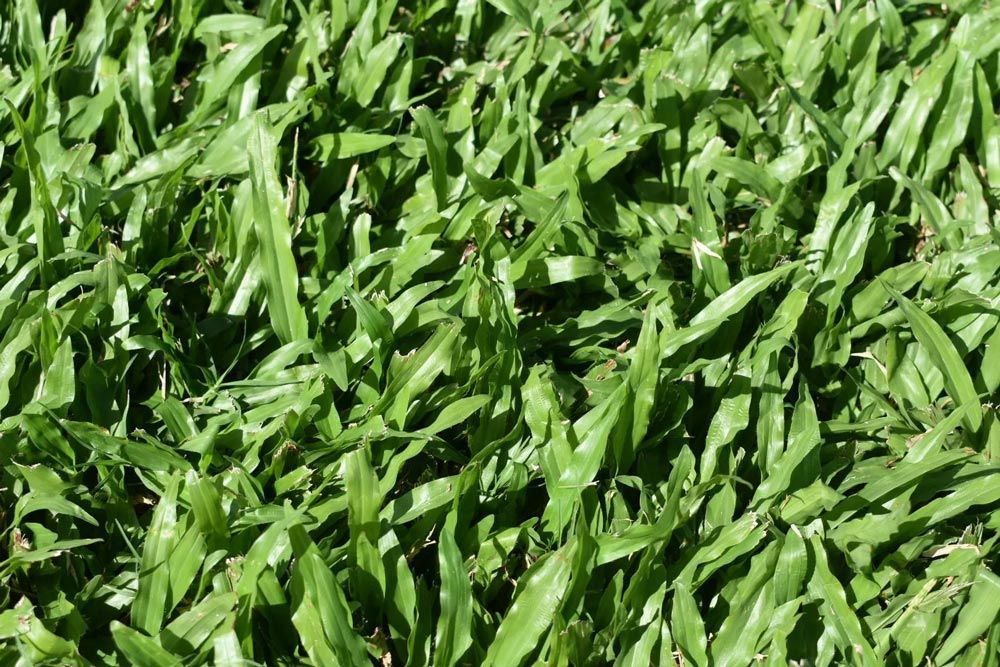 Buffalo Carpet Grass