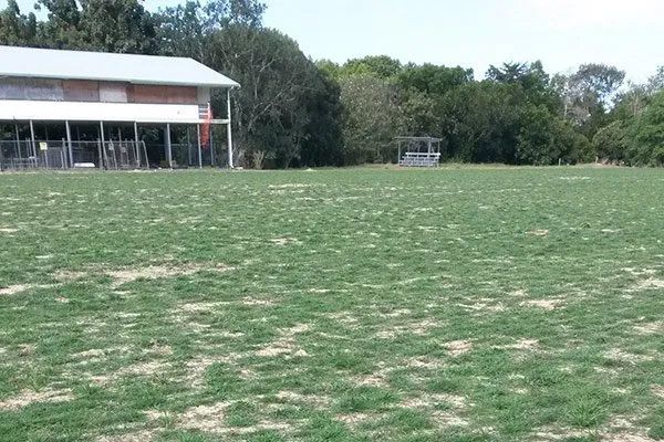 Line Planting Grow In — Tropical Lawns Pty Ltd In Little Mulgrave QLD
