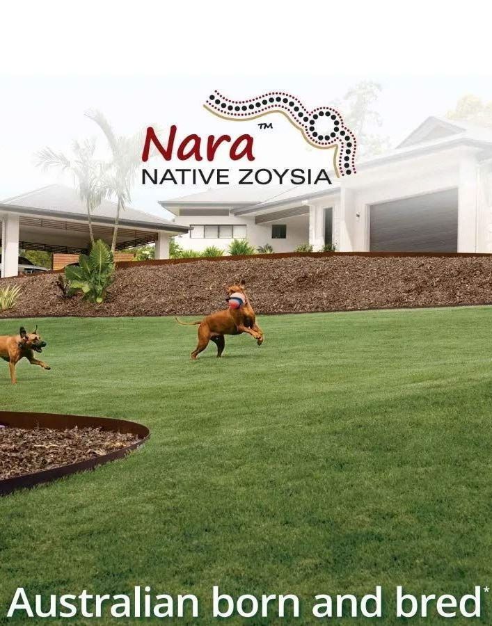 Zoysia Pacifica Palm Cove — Tropical Lawns Pty Ltd In Little Mulgrave QLD