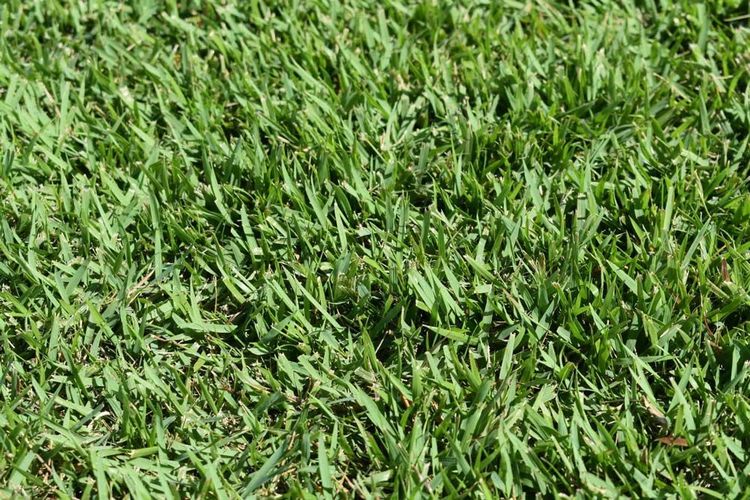 Nara Native Zoysia — Tropical Lawns Pty Ltd In Little Mulgrave QLD