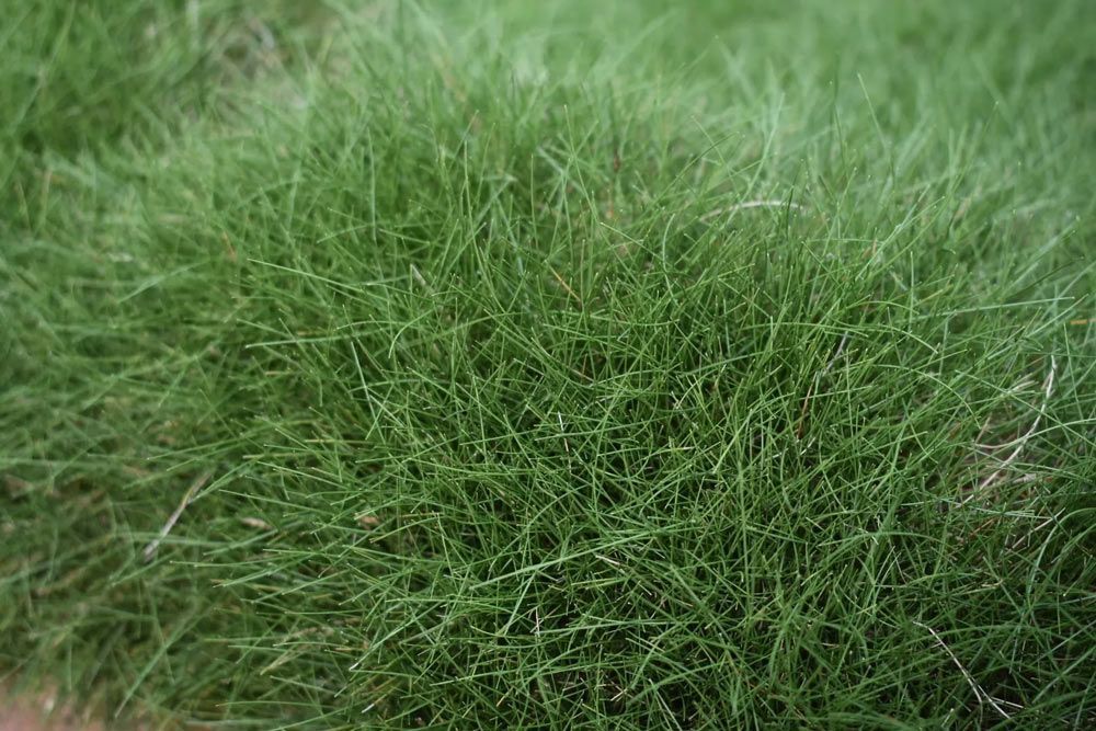 No Mow — Tropical Lawns Pty Ltd In Little Mulgrave QLD