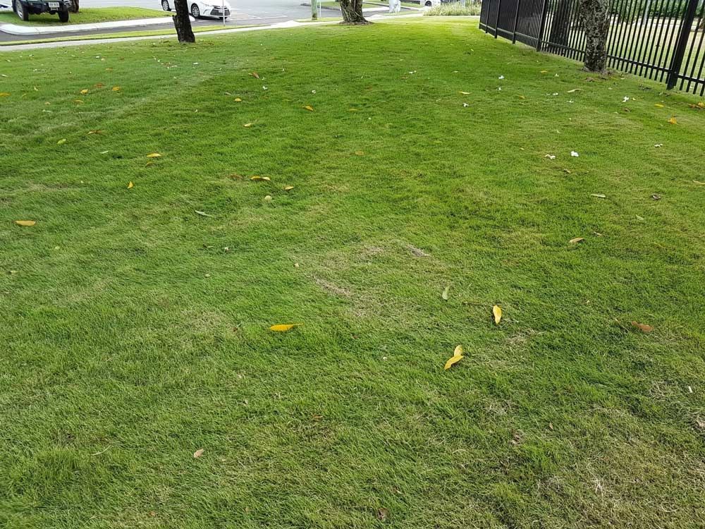 Placing Grass Using Trucks — Tropical Lawns Pty Ltd In Little Mulgrave QLD