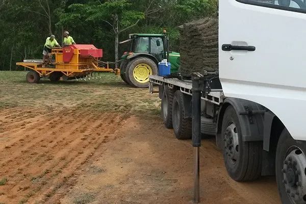 Planting Turf In Lines — Tropical Lawns Pty Ltd In Little Mulgrave QLD
