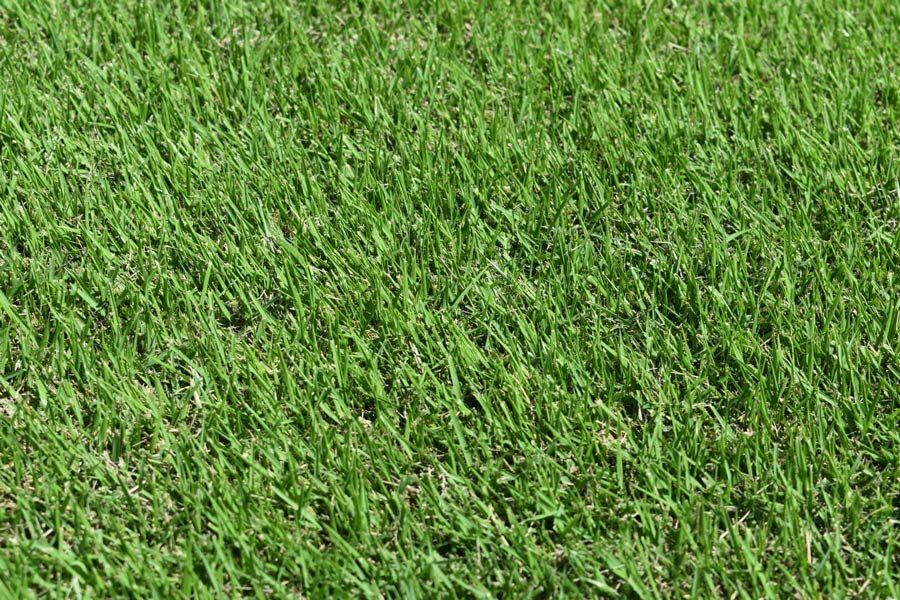 ZT-11 Turf — Tropical Lawns Pty Ltd In Little Mulgrave QLD