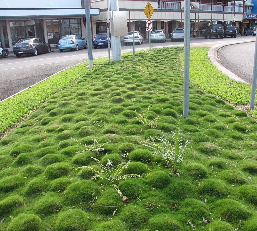 Zoysia Pacifica Landscaping — Tropical Lawns Pty Ltd In Little Mulgrave QLD