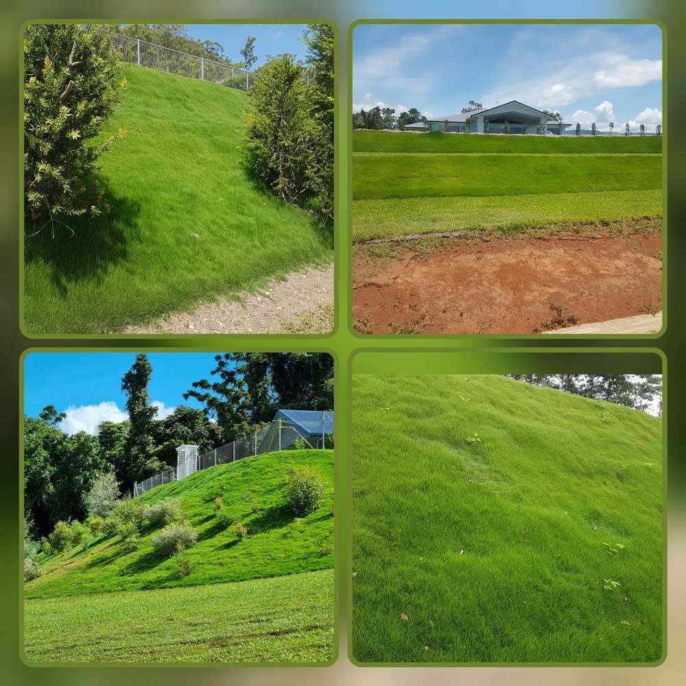 Embankments And Slopes with Zoysia Matrella — Tropical Lawns Pty Ltd In Little Mulgrave QLD