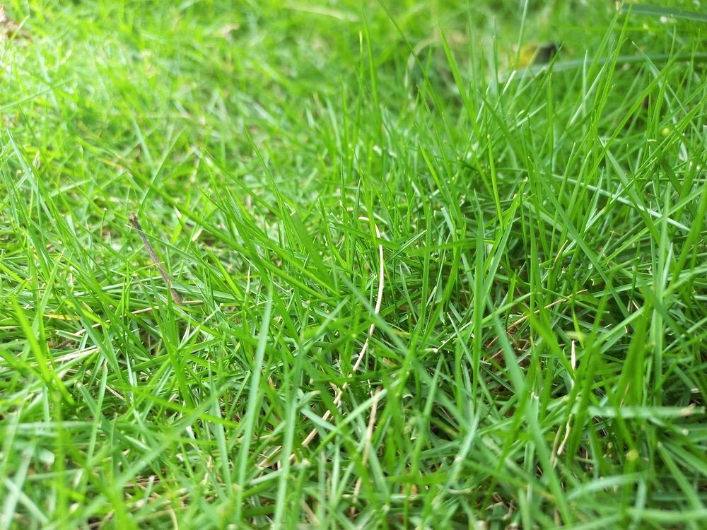 Closeup On Green Grass — Tropical Lawns Pty Ltd In Little Mulgrave QLD