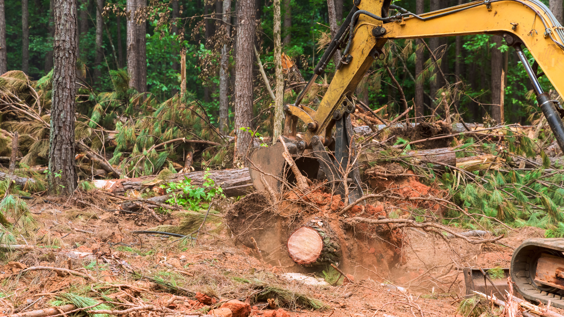 A yellow excavator removing a tree trunk from a forest clearing.