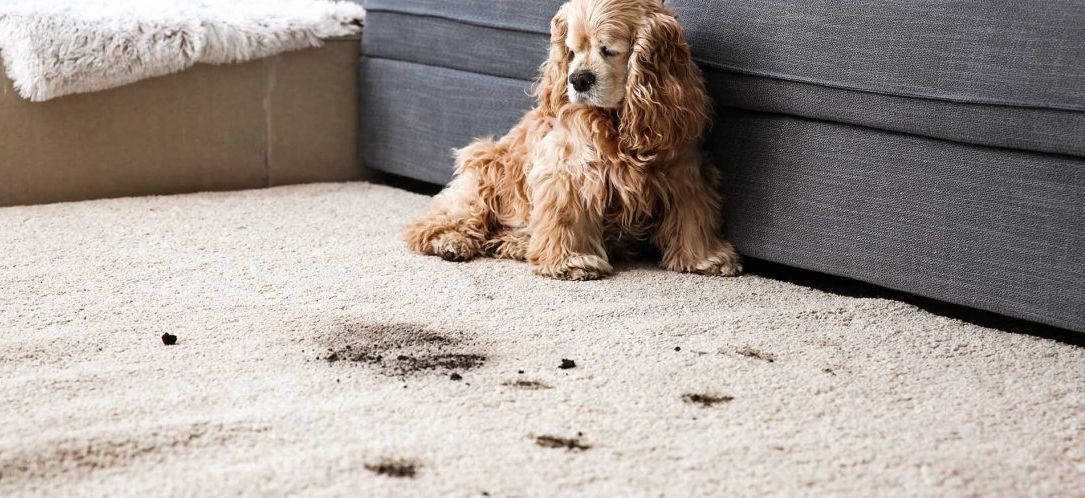 Dog sitting on a rug with a noticeable pet stain.